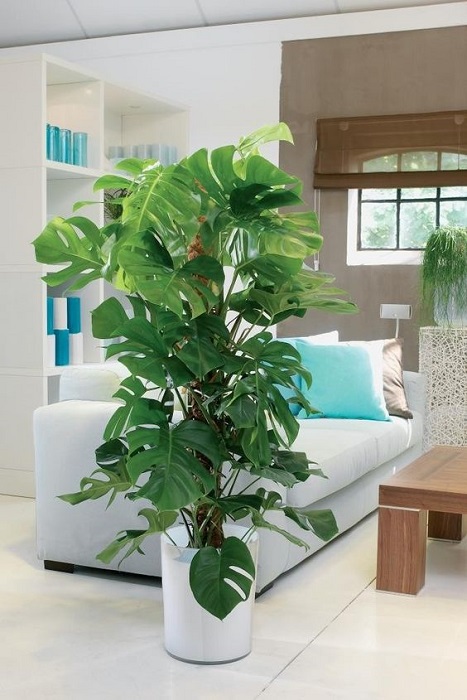 15 Smart Ideas To Fill Empty Space Using Tall Indoor Plants