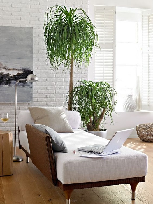 15 Smart Ideas To Fill Empty Space Using Tall Indoor Plants