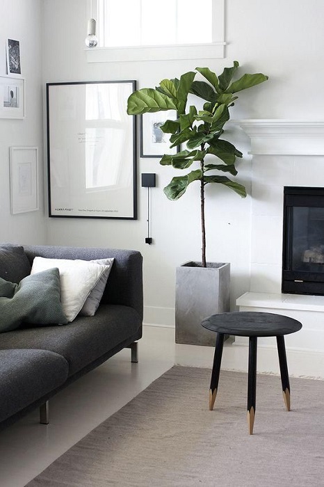 15 Smart Ideas To Fill Empty Space Using Tall Indoor Plants