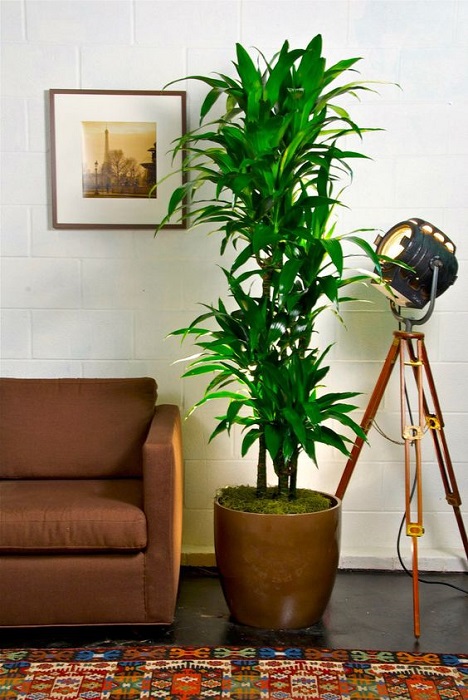 15 Smart Ideas To Fill Empty Space Using Tall Indoor Plants