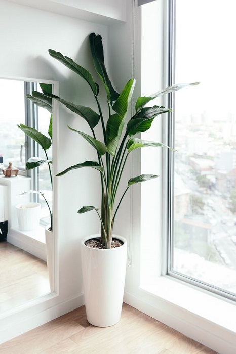 15 Smart Ideas To Fill Empty Space Using Tall Indoor Plants