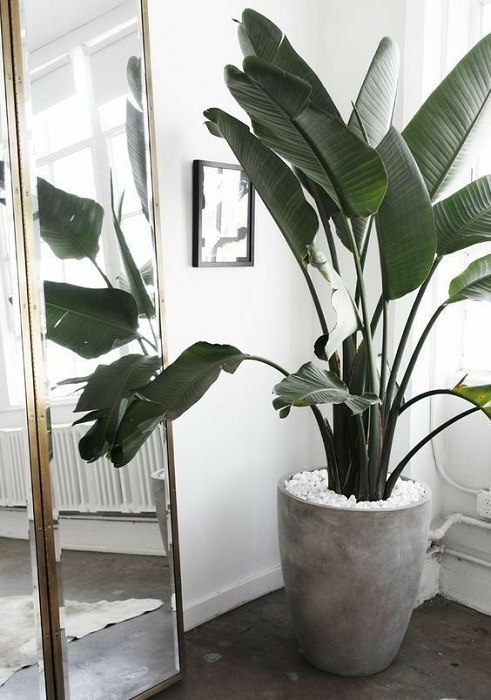 15 Smart Ideas To Fill Empty Space Using Tall Indoor Plants