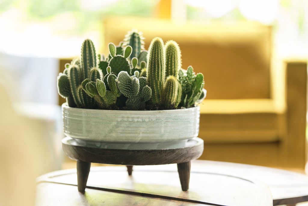 Cactus