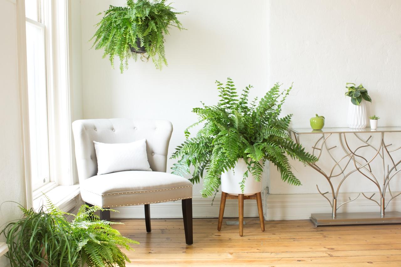 Boston Fern absorb air pollution