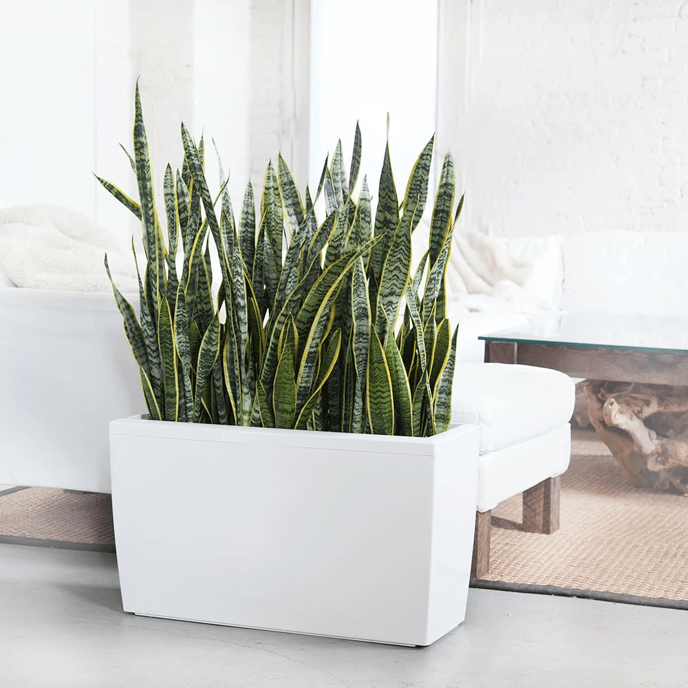 Sansevieria