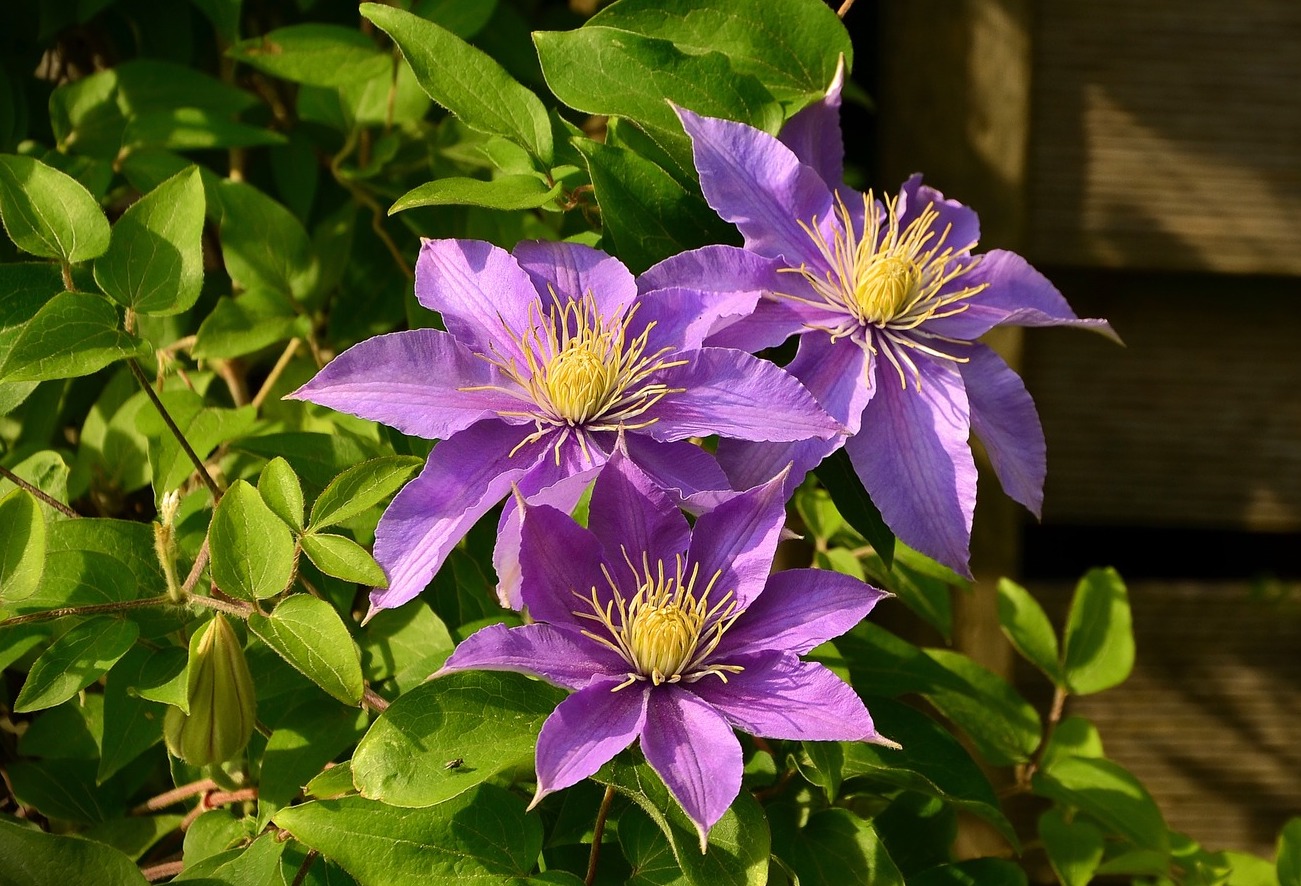Clematis