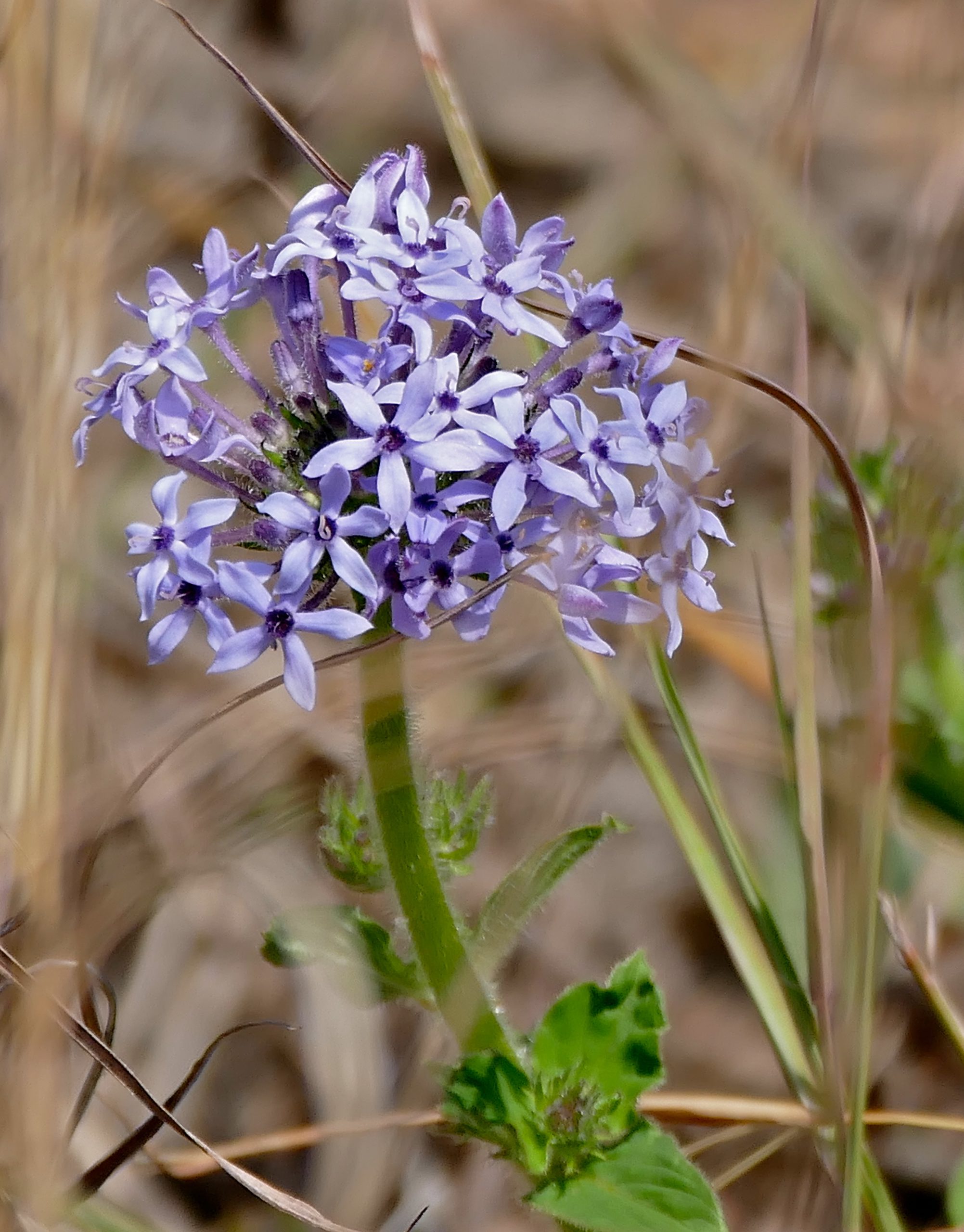 Verbena