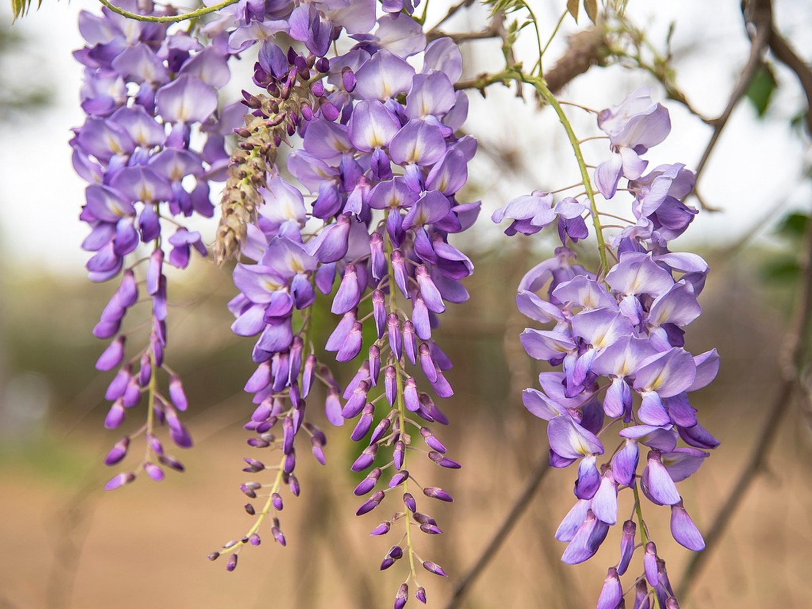 Wisteria