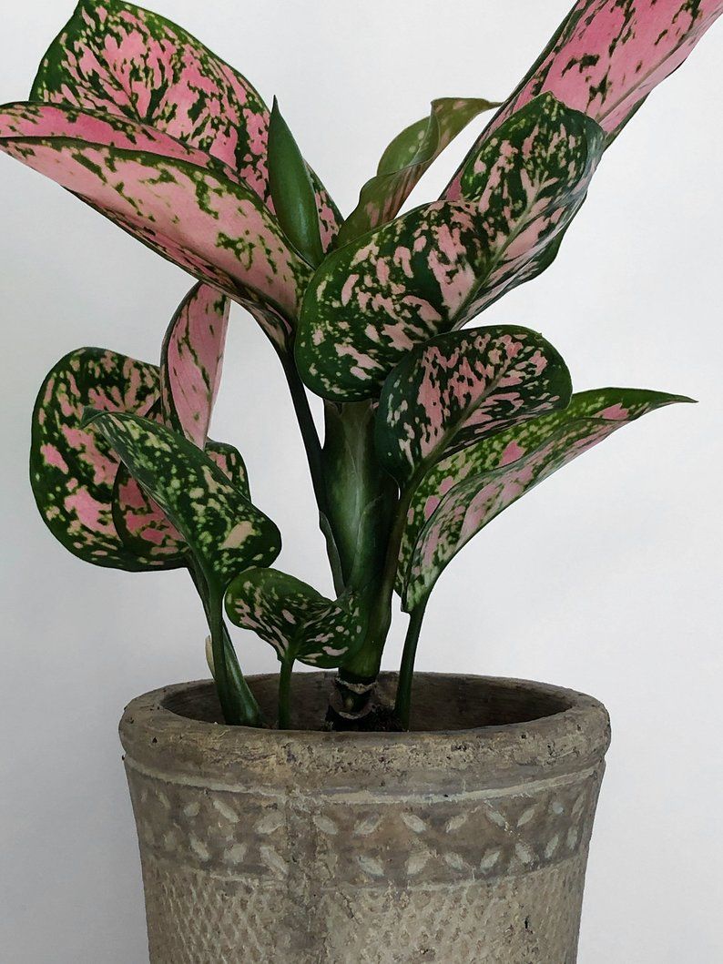 Pink Aglaonema