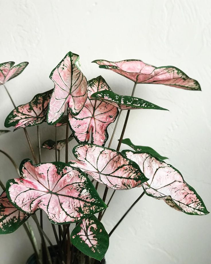 Pink Caladium