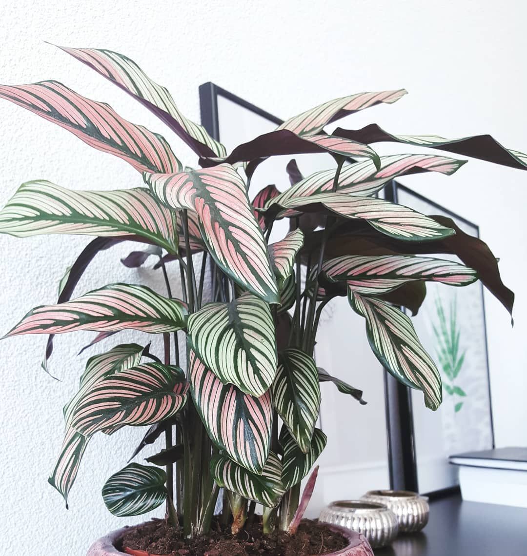 White Star Calathea