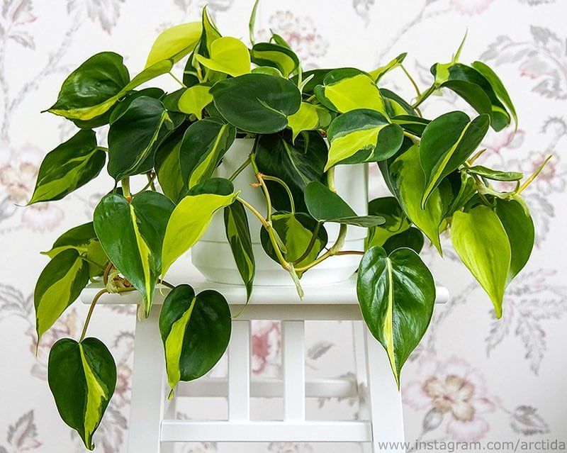 Brazilian Philodendron