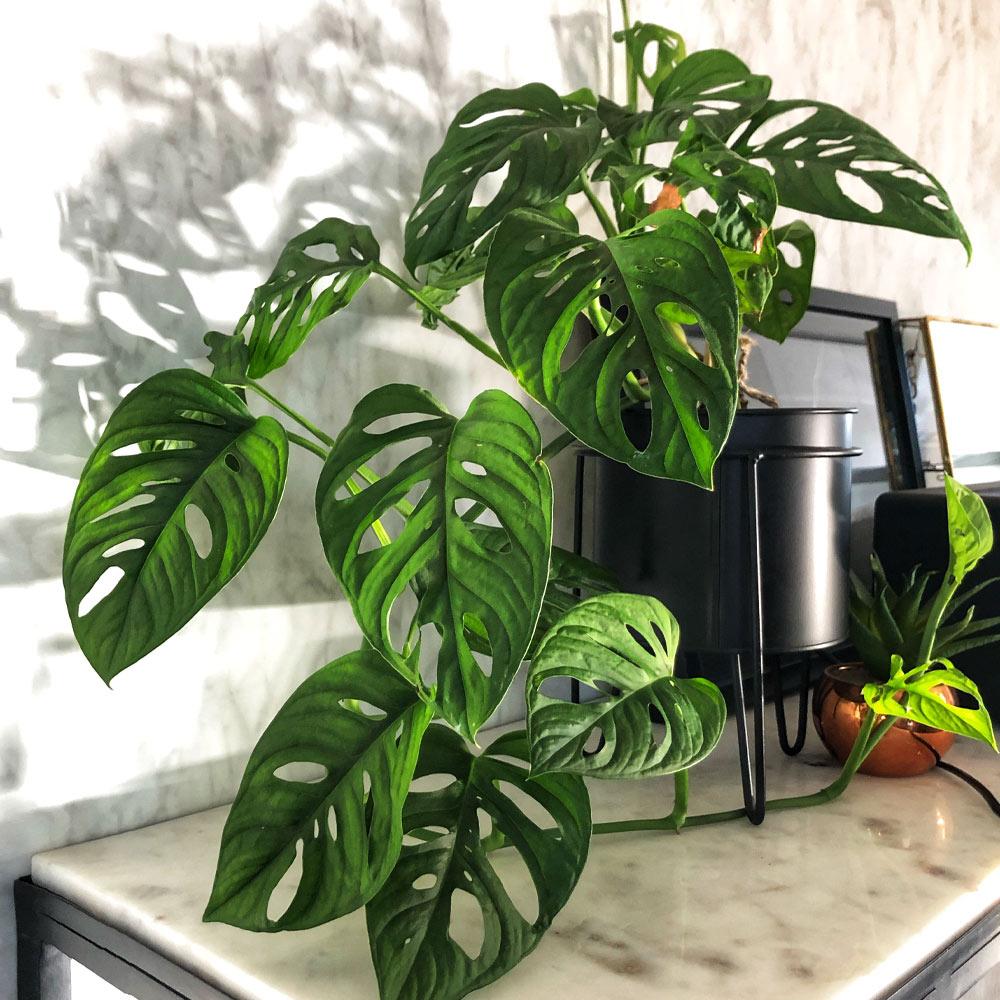 Monstera adansonii