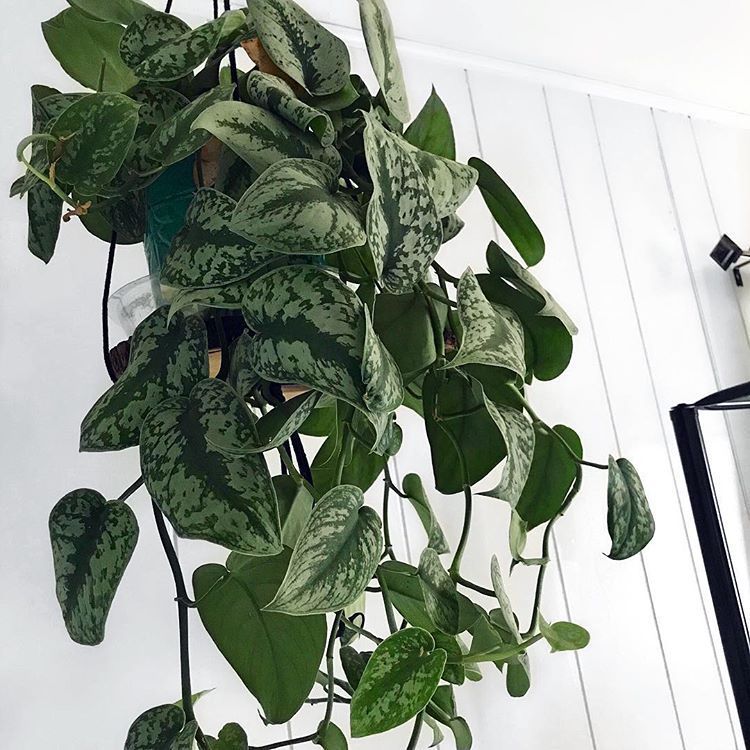 Satin Pothos