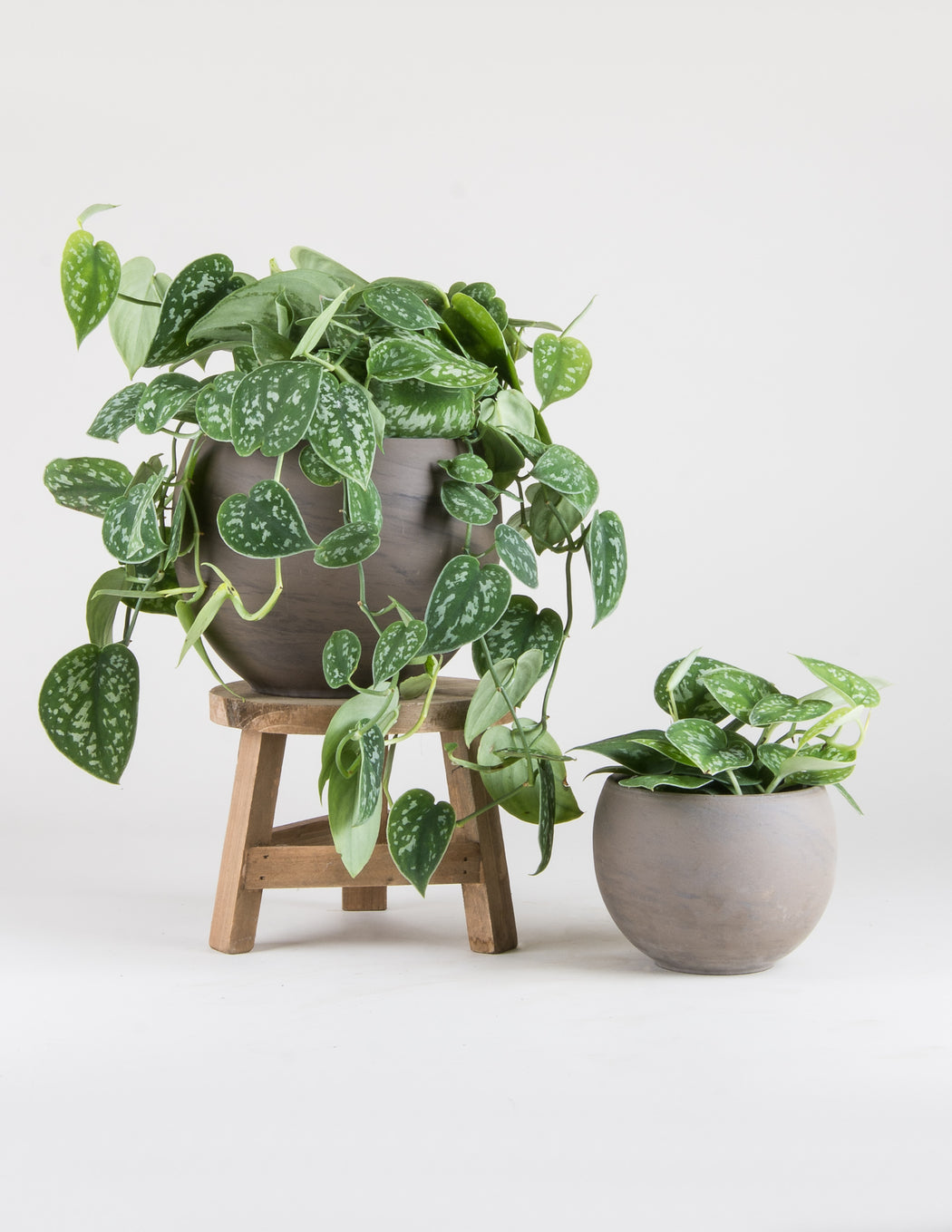 Scindapsus Pictus Argyraeus