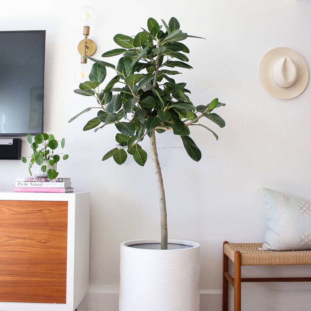 Ficus Audrey