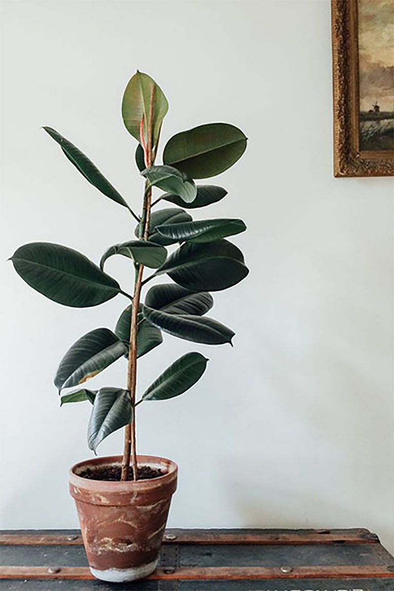 Rubber Plant