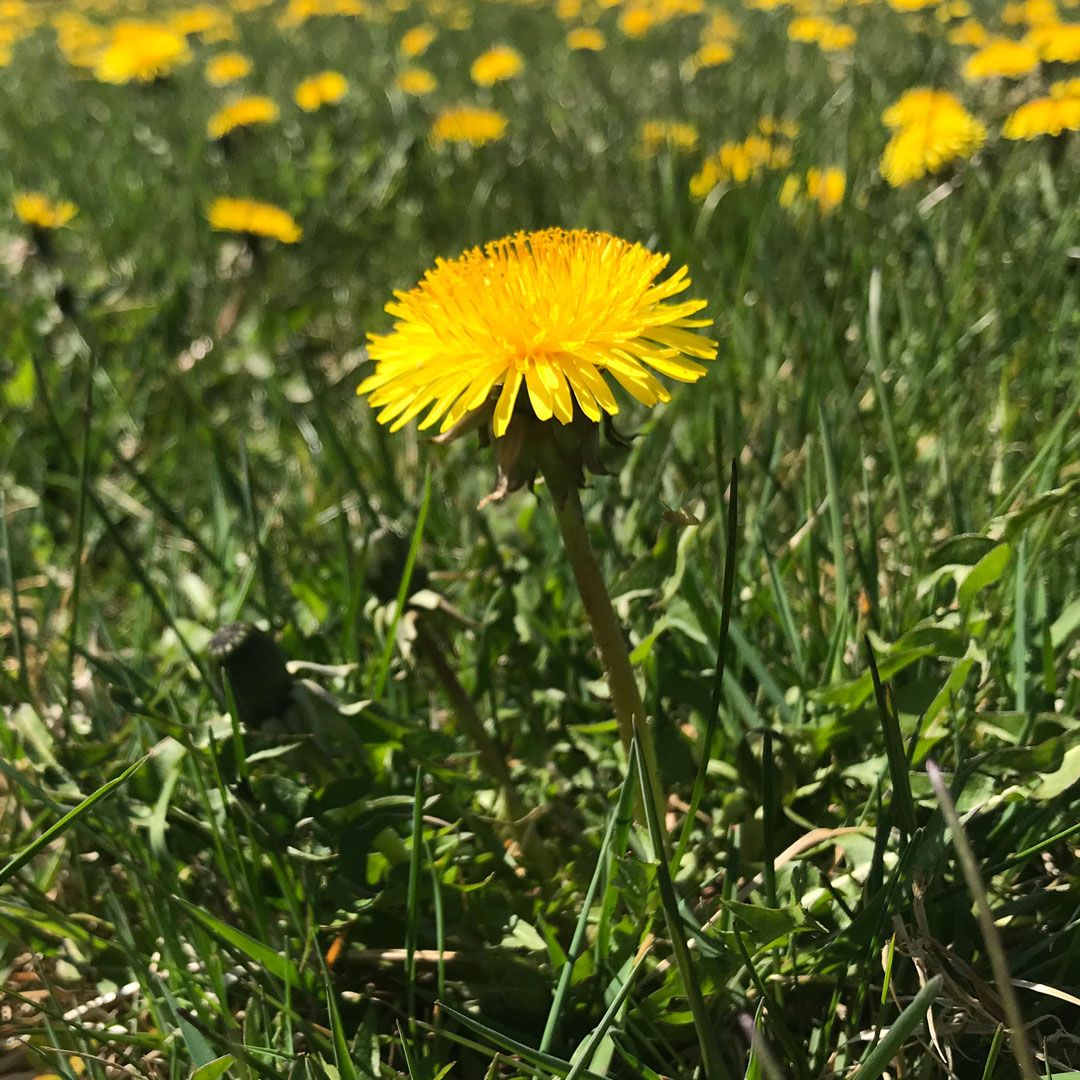 Common Dandelion