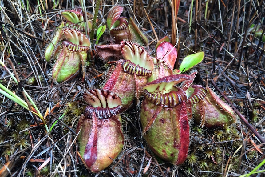 Australian Pitcher Plant