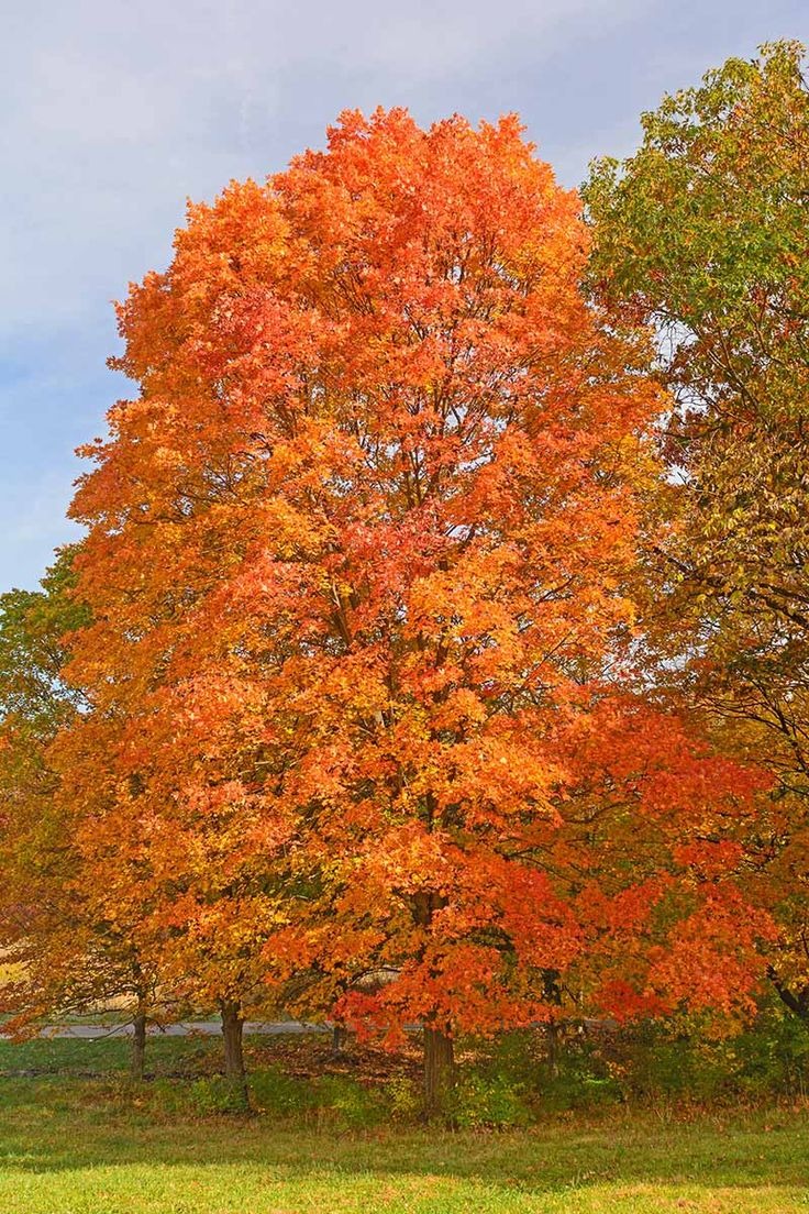 Sugar Maple Tree