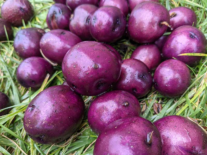 Potatoes [Podcast] The Garden Hoe, Lis Friemoth