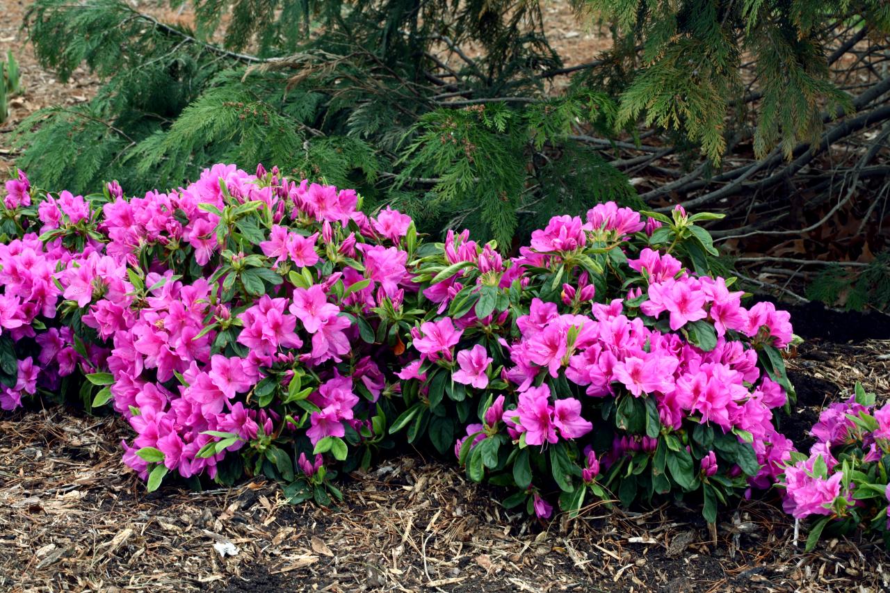 Can Azaleas Grow in Full Sun? The Garden Hows