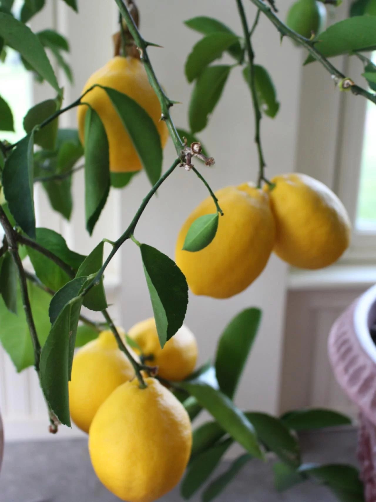 Lemon Tree Losing Leaves? (How to Save it) The Garden Hows