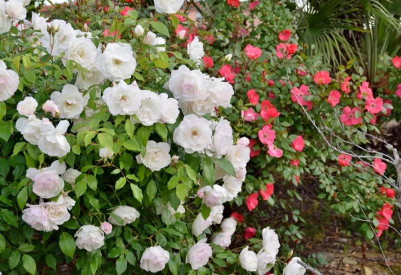 Do Roses like Coffee Grounds? The Garden Hows
