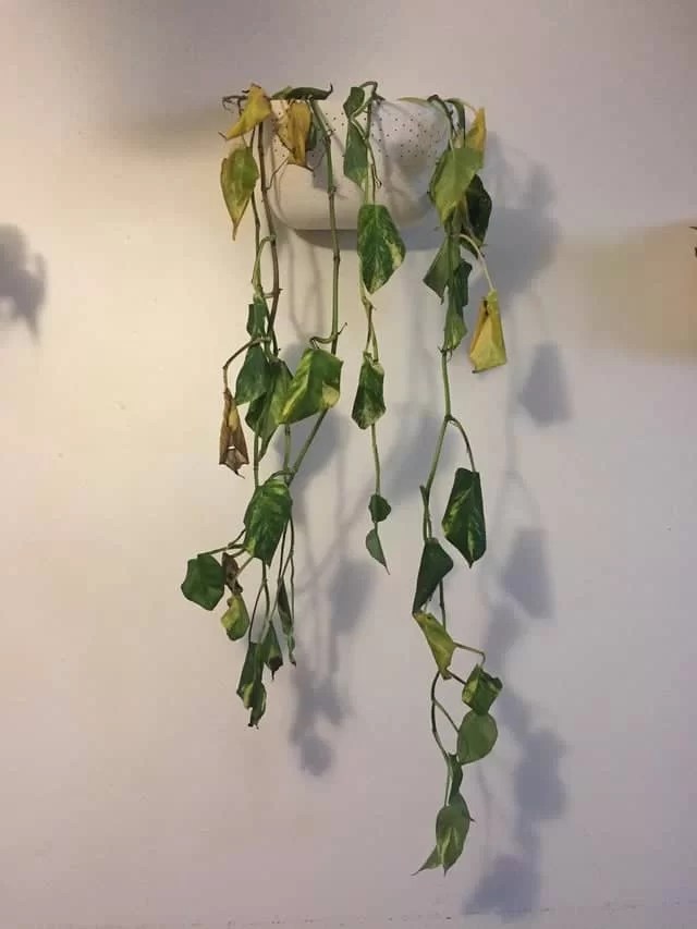 How to Revive a Dying Pothos Plant The Garden Hows