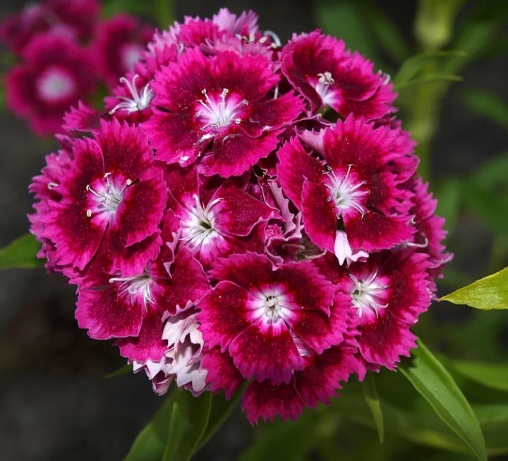 All Traditional Chinese Flowers & Their Cultural Meanings Today The