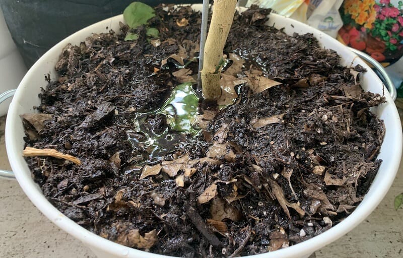 How to Water Lemon Trees The Garden Hows