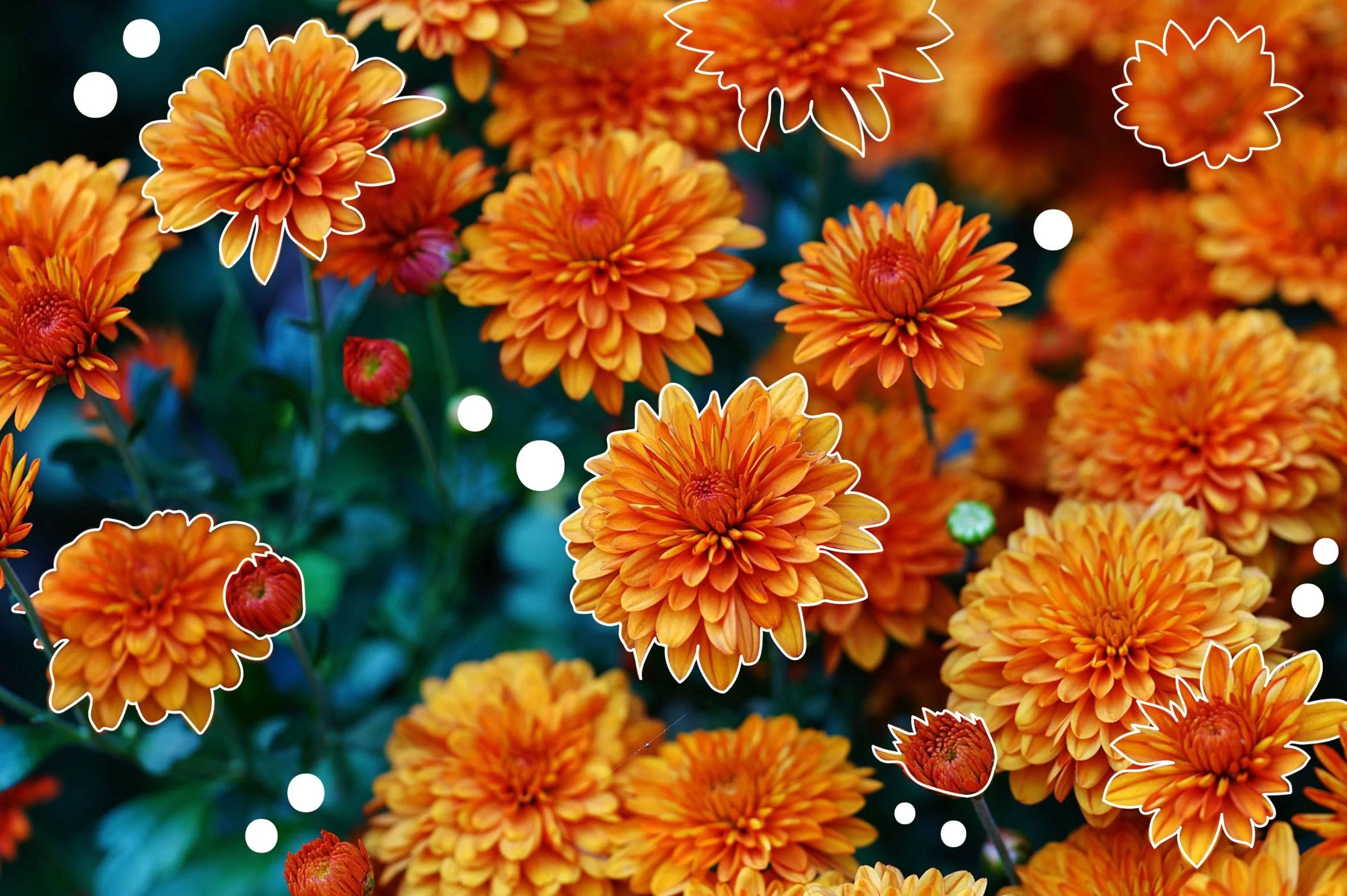 November Birth Flower Meaning(What It Represents) The Garden Hows