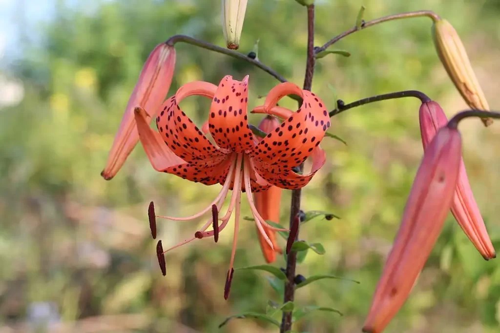Tiger Lily Care, Significance, and Medicinal Uses Unveiled!