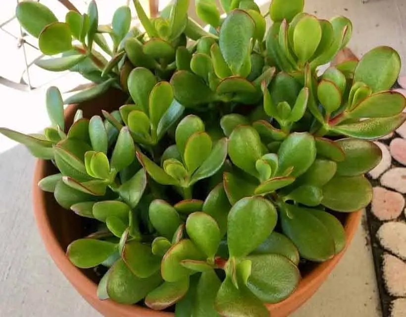 Jade Plant Types Exploring a World of Green Varieties! The Gardening