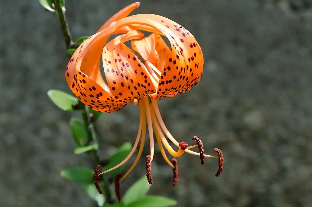 Tiger Lily Care, Significance, and Medicinal Uses Unveiled!