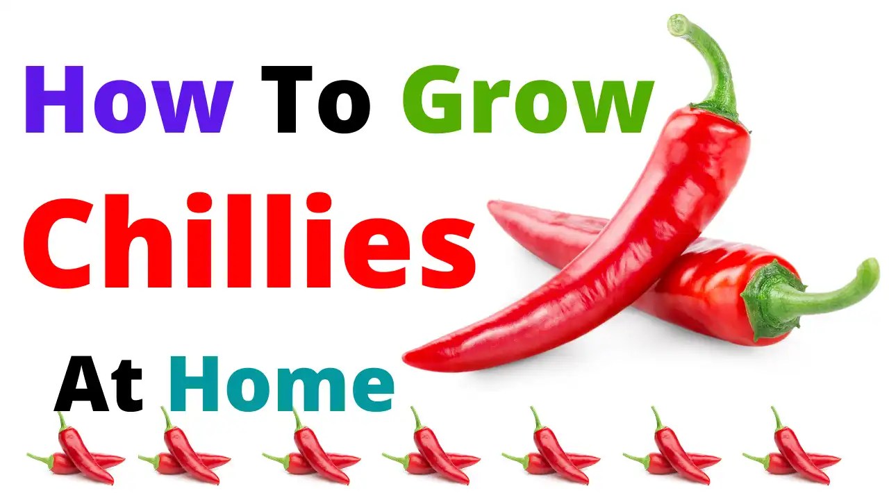 How To Grow Chillies At Home The Gardening