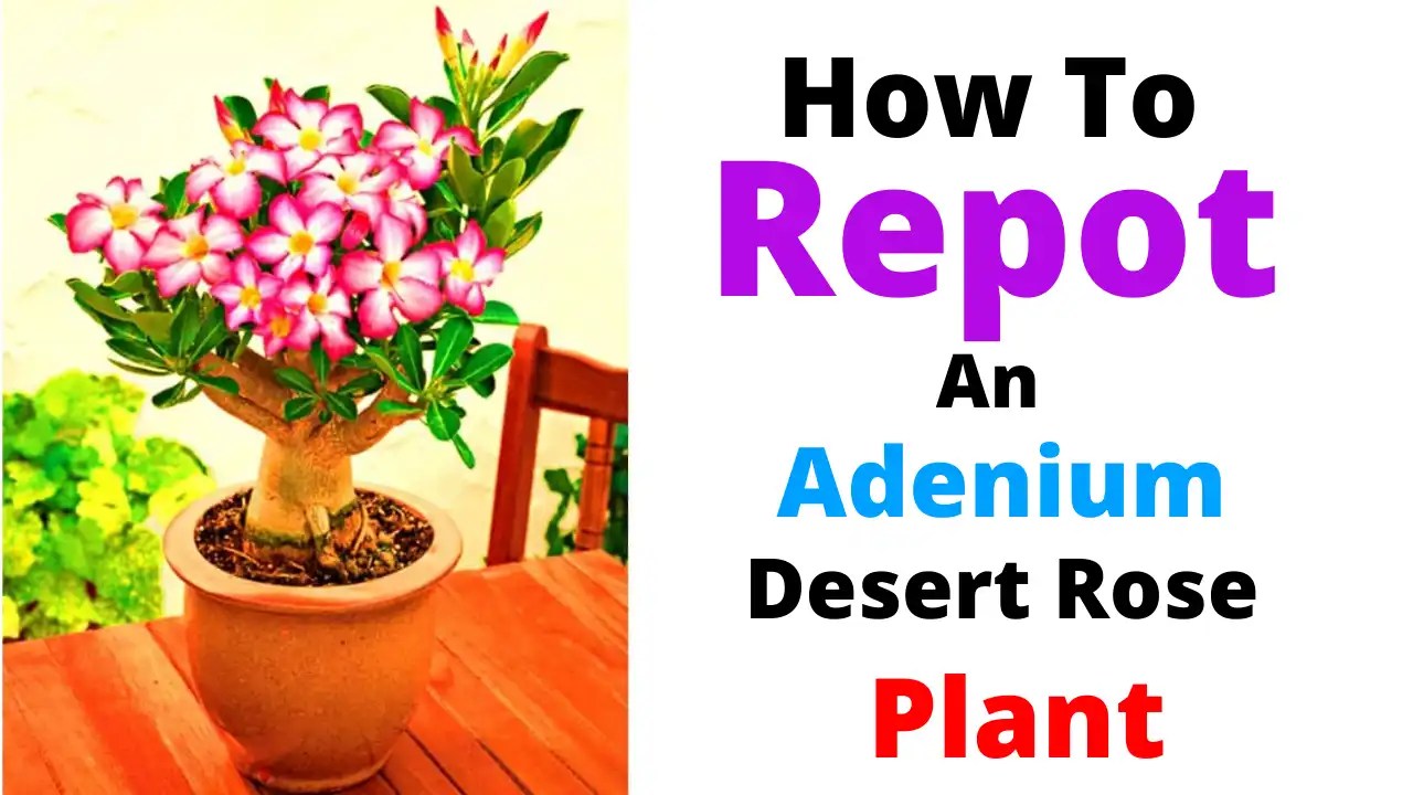 How To Repot An Adenium Plant Desert Rose The Gardening