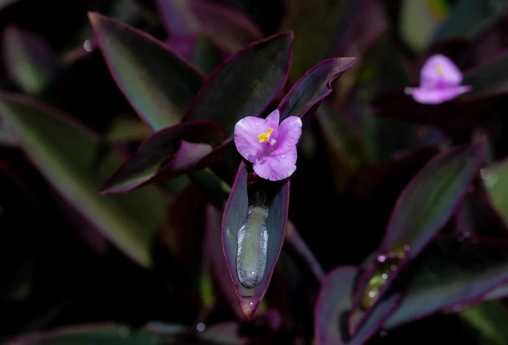 Wandering Jew Toxic to Cats The Gardening