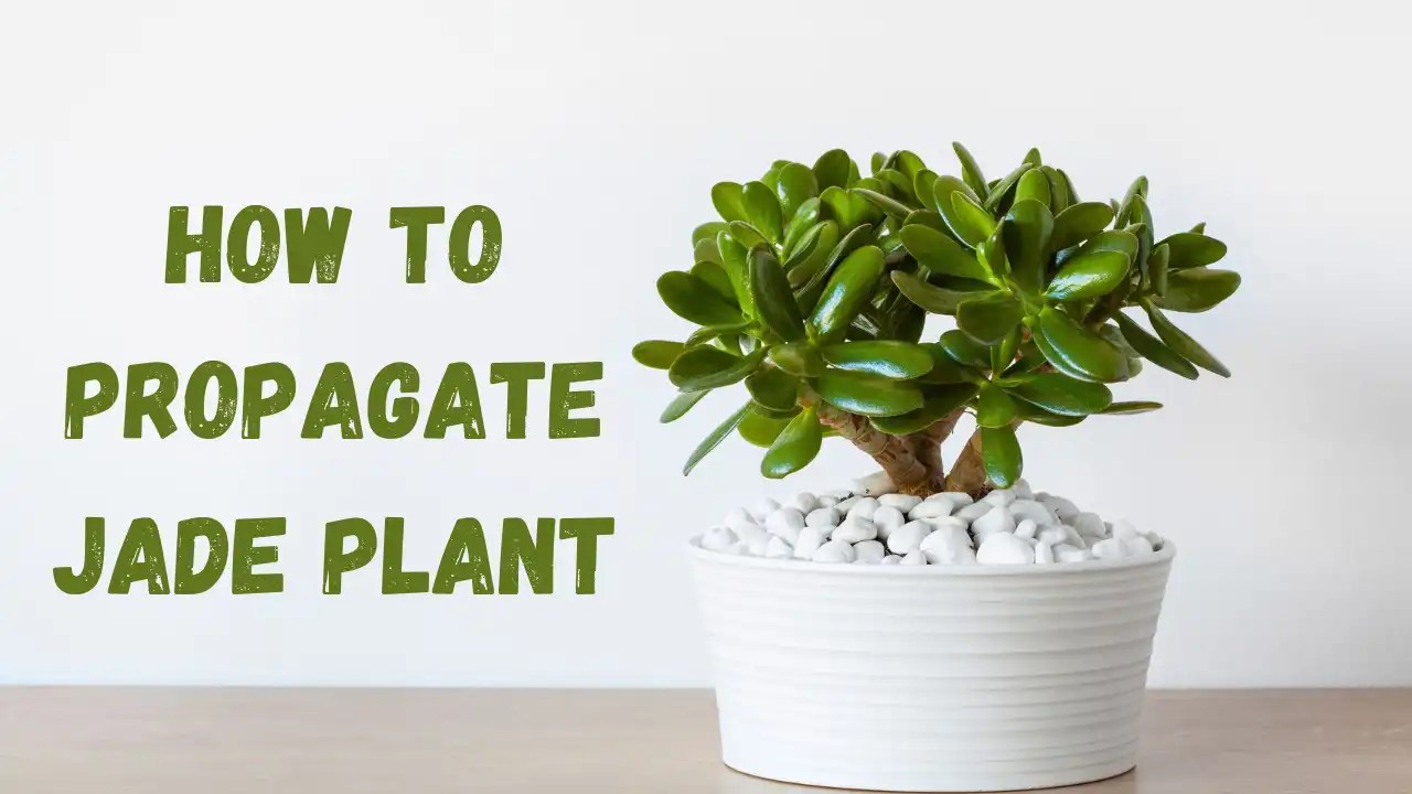 How to Propagate Jade Plant Step by Step Guide The Gardening