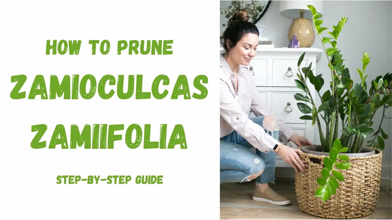 How to Prune a ZZ Plant StepbyStep Guide The Gardening