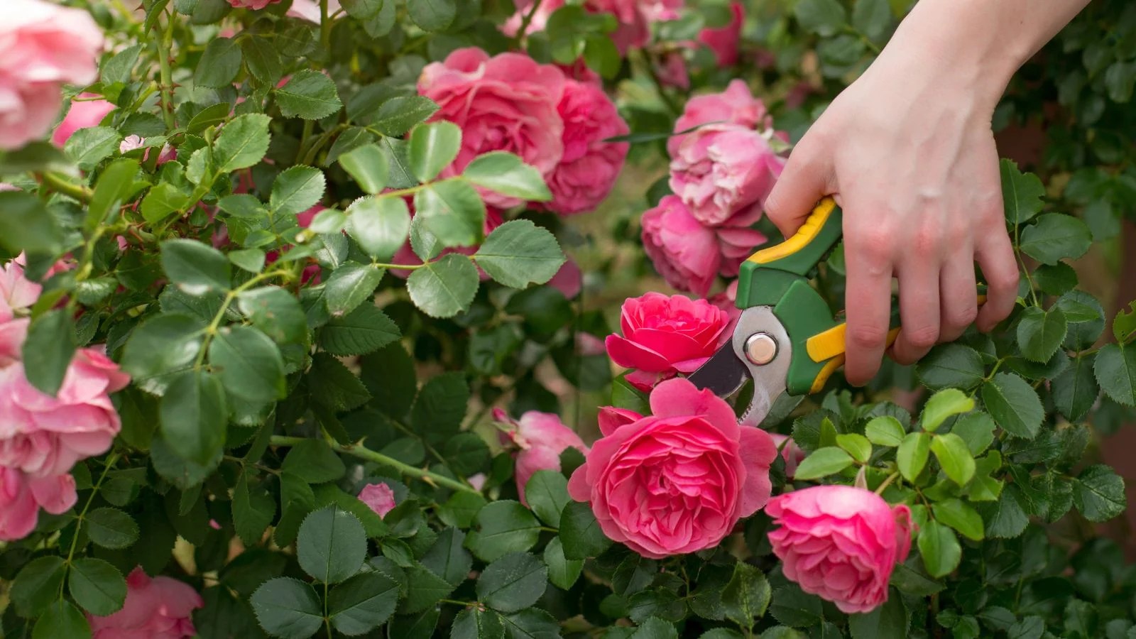 Ultimate Success Guide Prune Roses For Continous Bloooming 2025