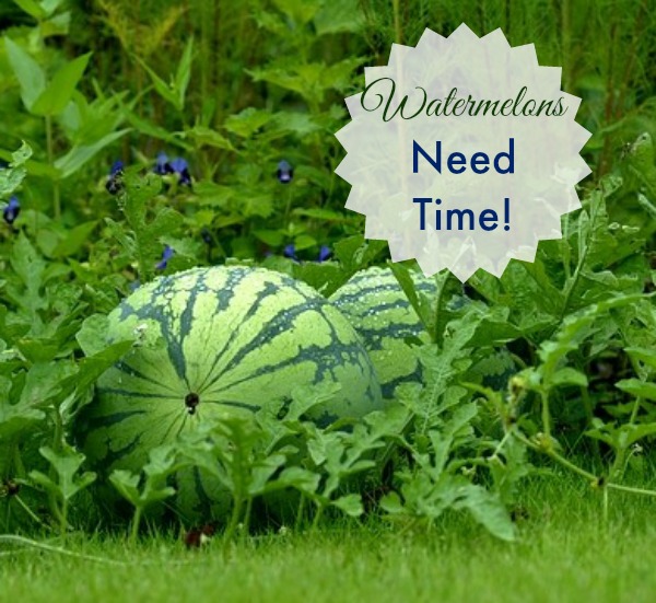 Growing Watermelons Means that Patience is a Virtue The Gardening Cook