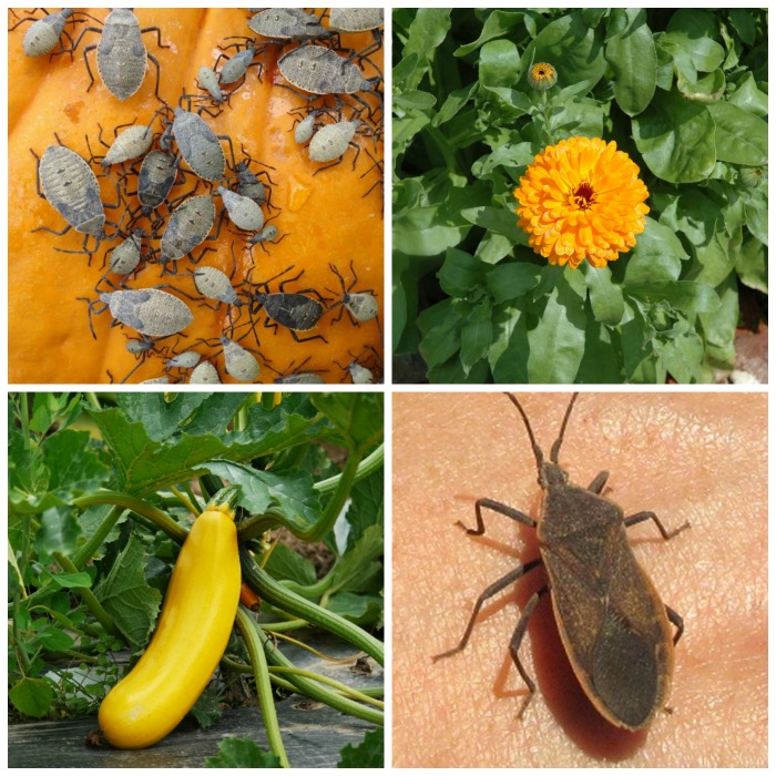 Control Squash Bugs 10 ways How to Kill Squash Bugs
