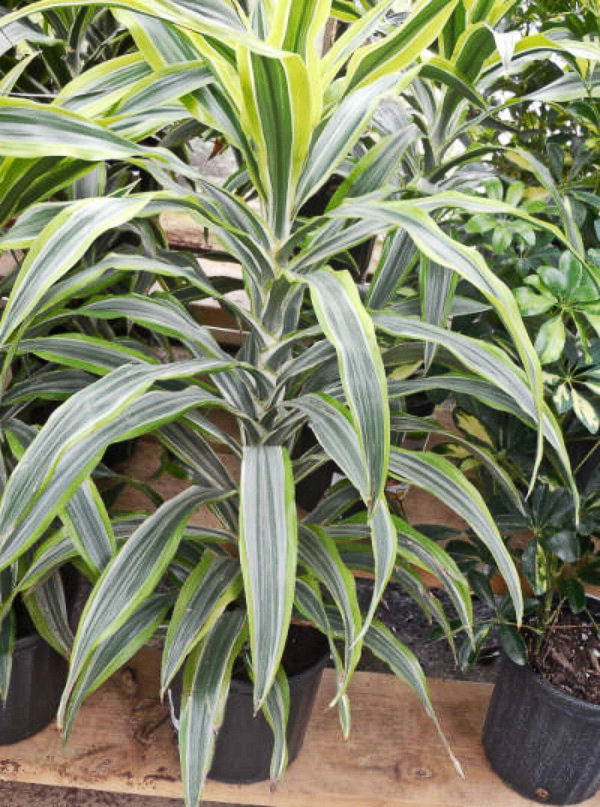 Growing Dracaena Fragrans How to Grow Corn Plants
