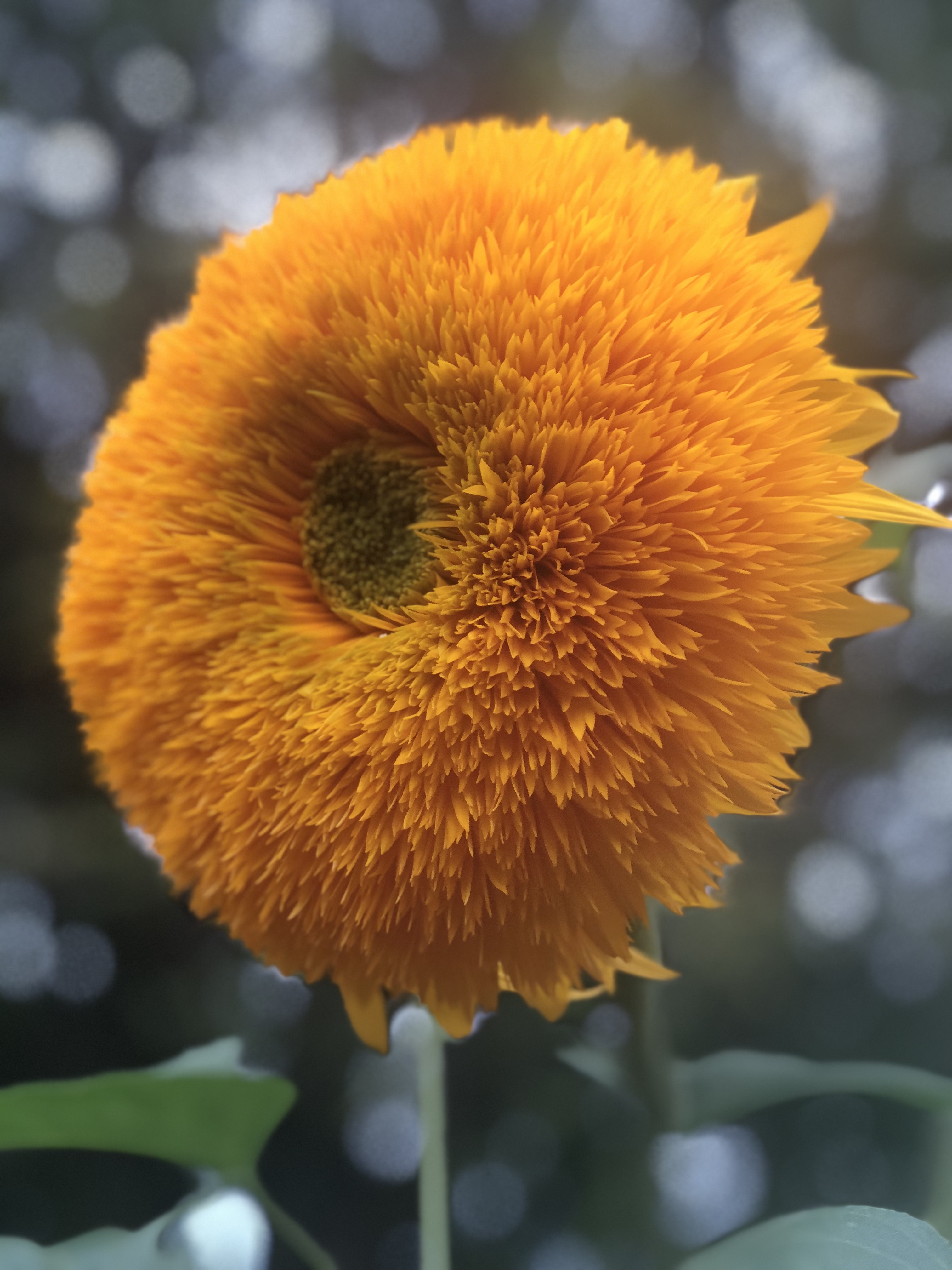 Teddy Bear Sunflowers A Cuddly Giant Flower The Gardening Cook