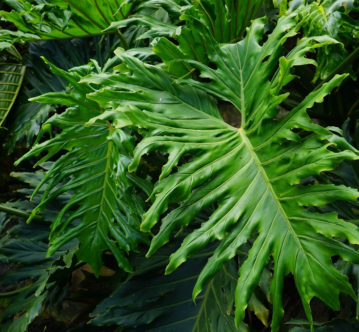 Low Light Indoor Plants My 20 Favorite House Plants