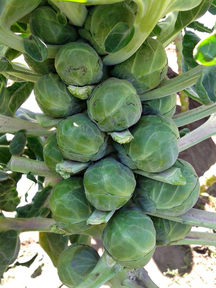 Cold Hardy Vegetables let You Get a Head Start on Spring