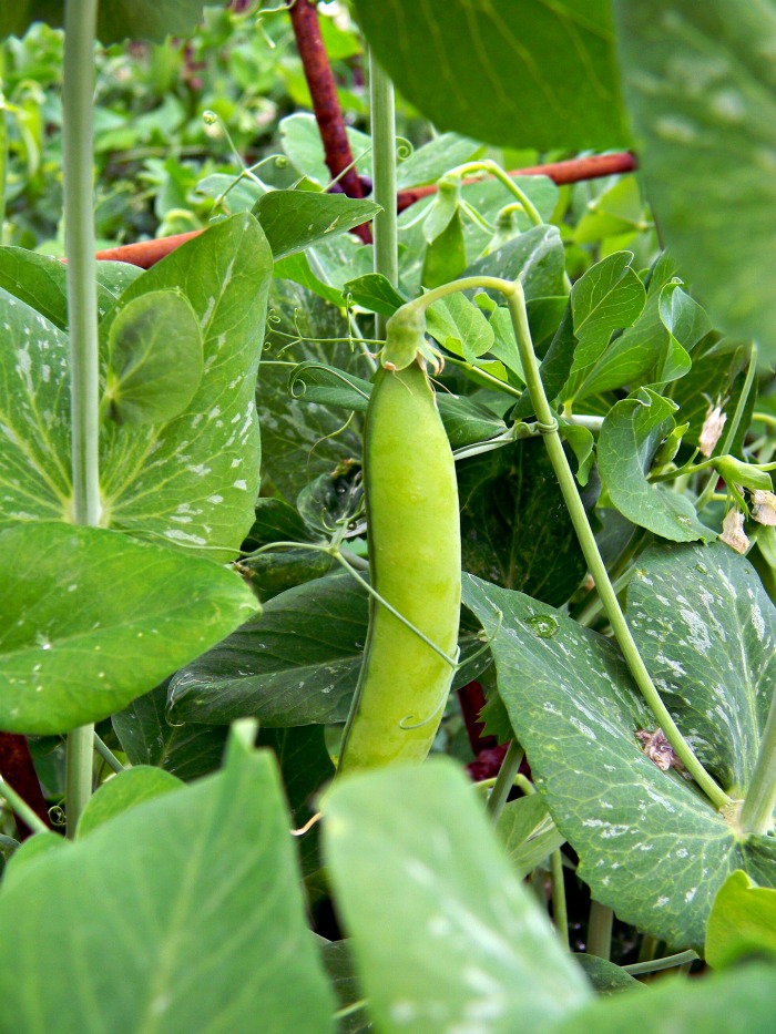 Cold Hardy Vegetables let You Get a Head Start on Spring