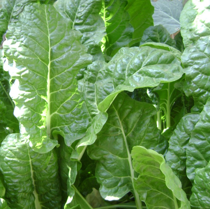 Cold Hardy Vegetables let You Get a Head Start on Spring