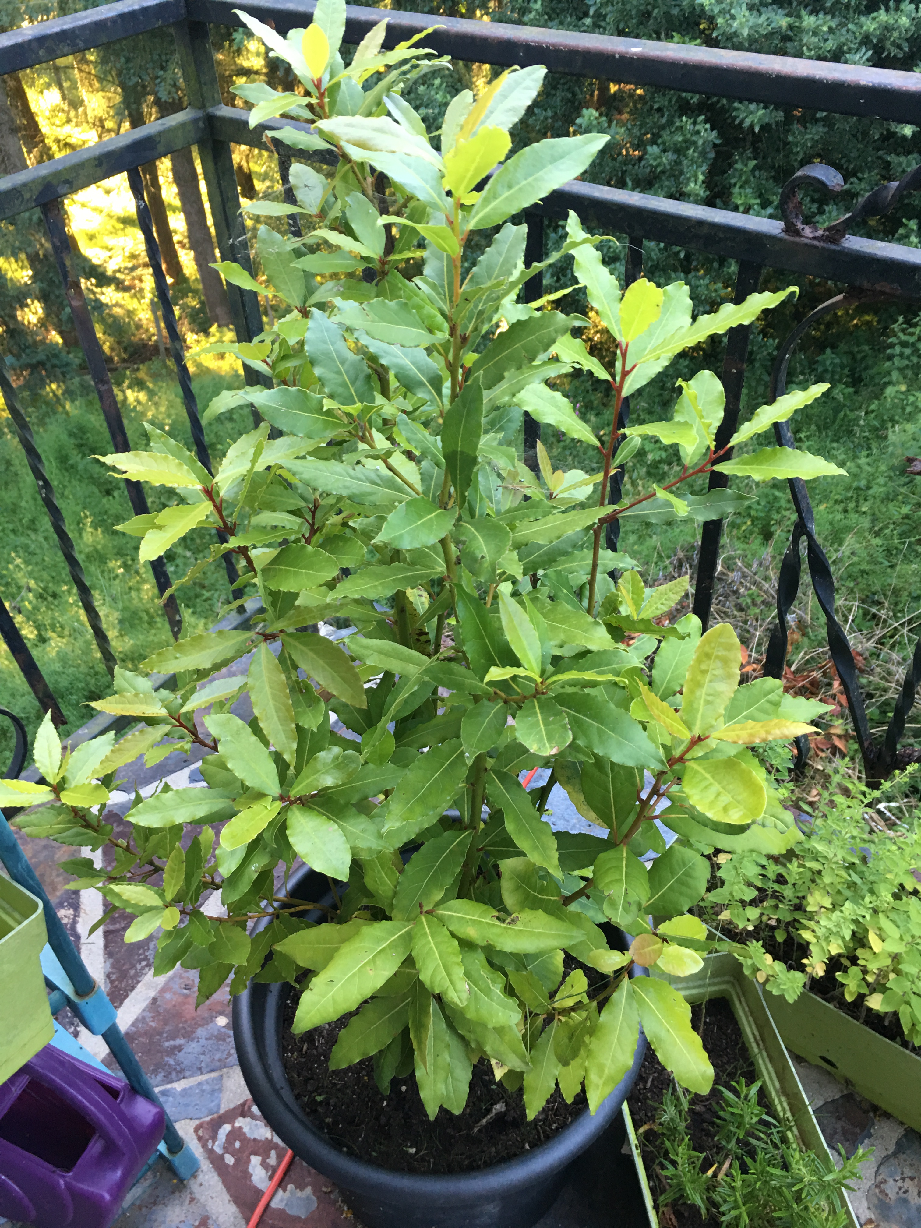 Bay Leaf Plants How to Grow and Care for Bay Laurel